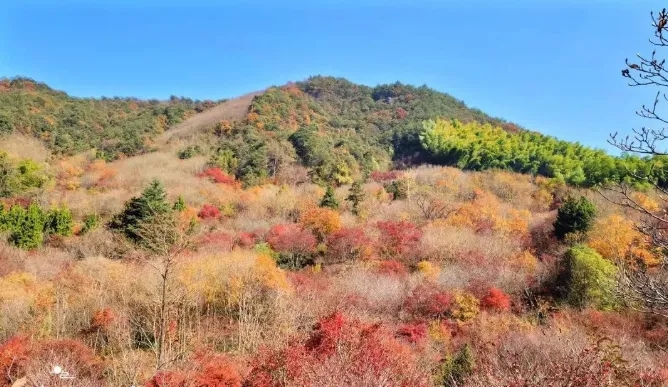 【深秋秘境】徒步蜘蛛岭古道，登顶奉化第一高峰，漫步金秋黄泥浆岗金色松树林，赏深山里的秋色秘境