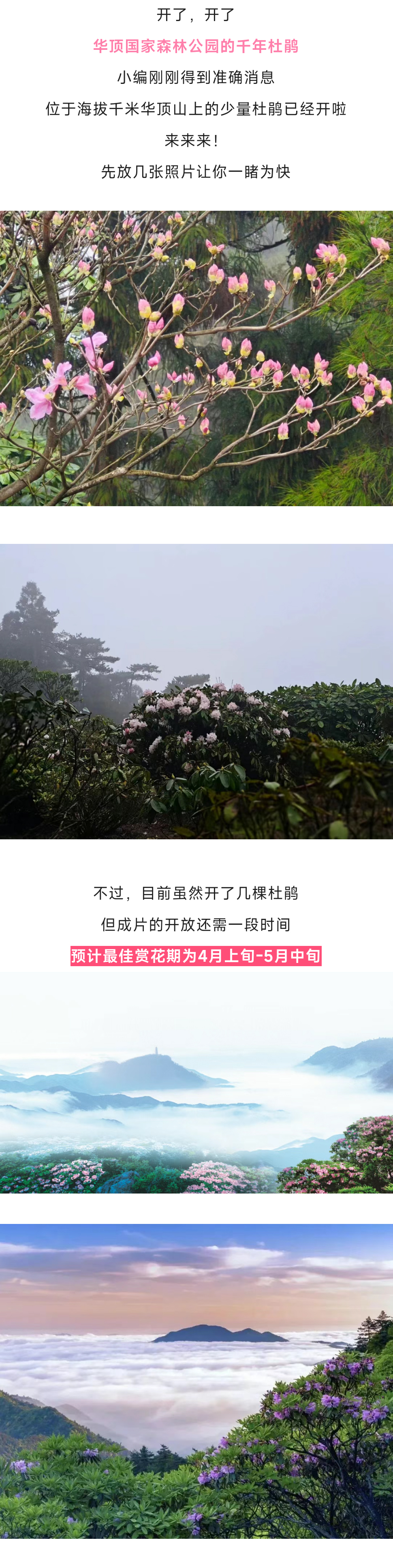 华顶杜鹃_01.jpg