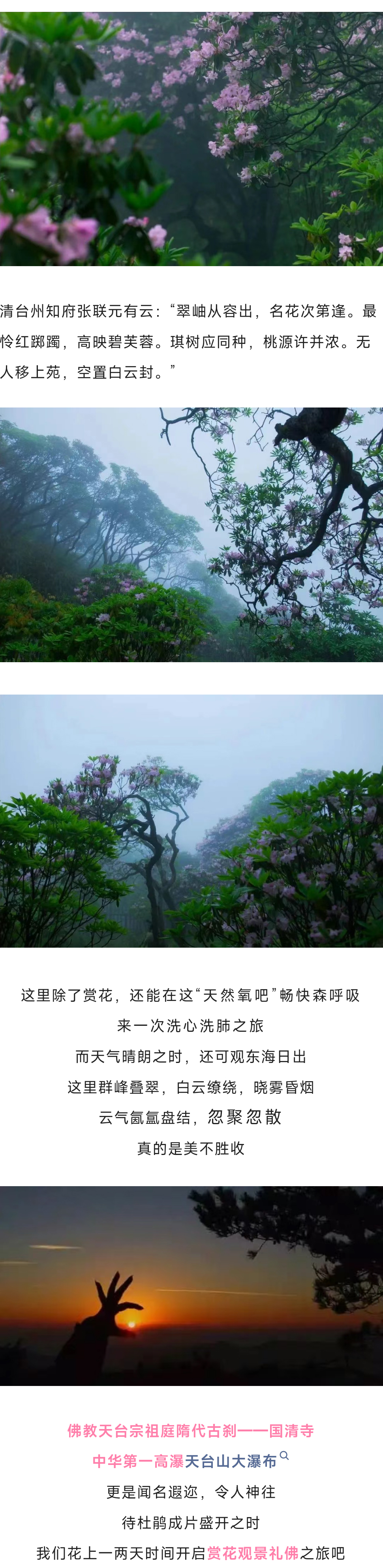 华顶杜鹃_03.jpg