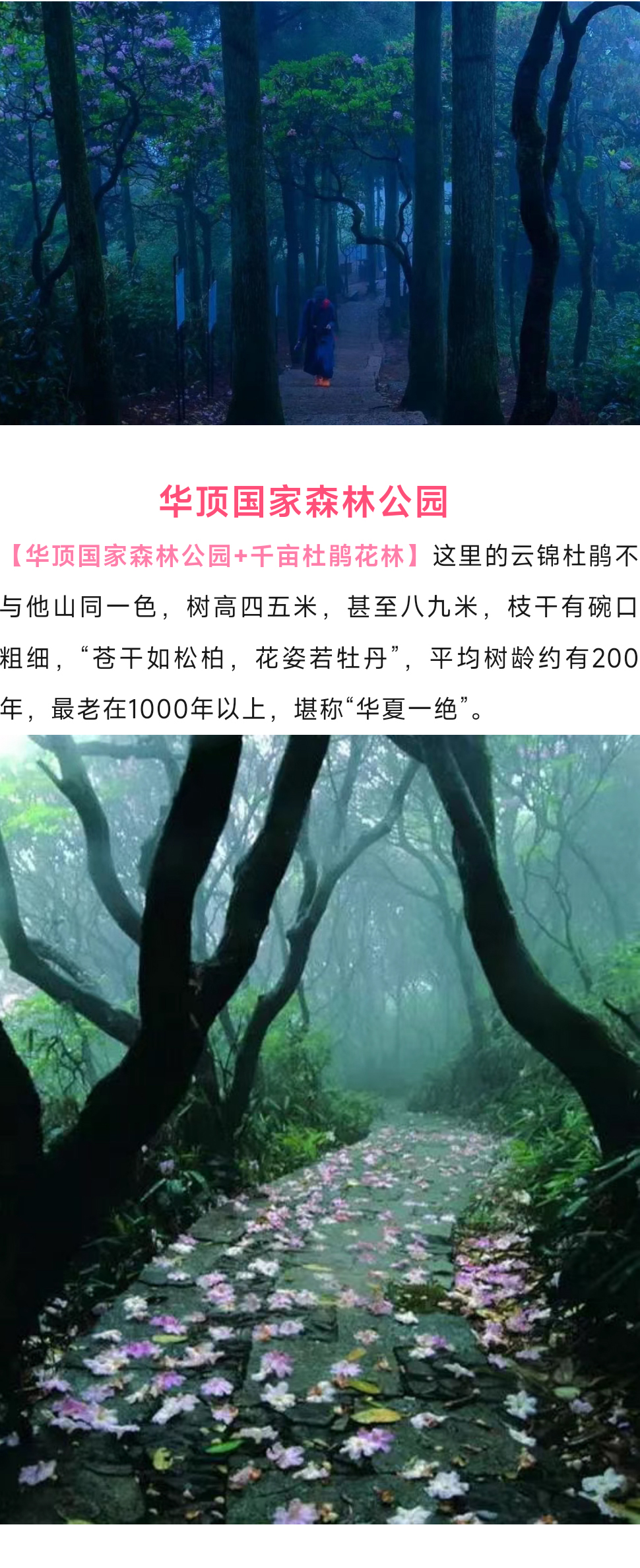 华顶杜鹃_04_01.jpg