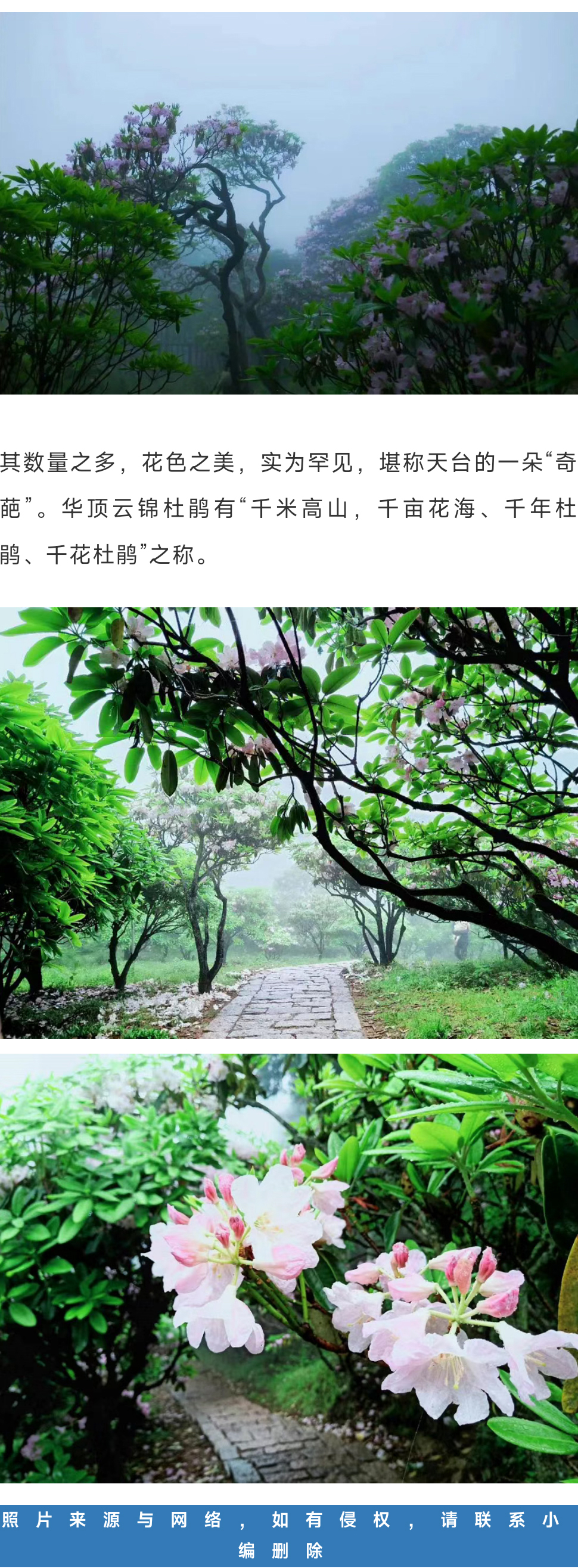 华顶杜鹃_04_02.jpg