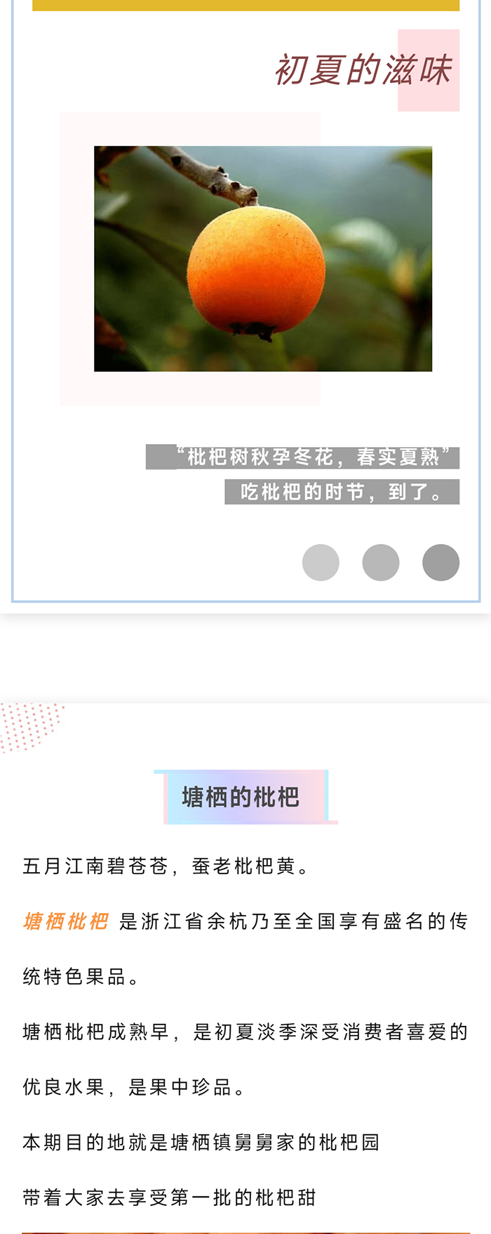 塘栖枇杷_02.jpg