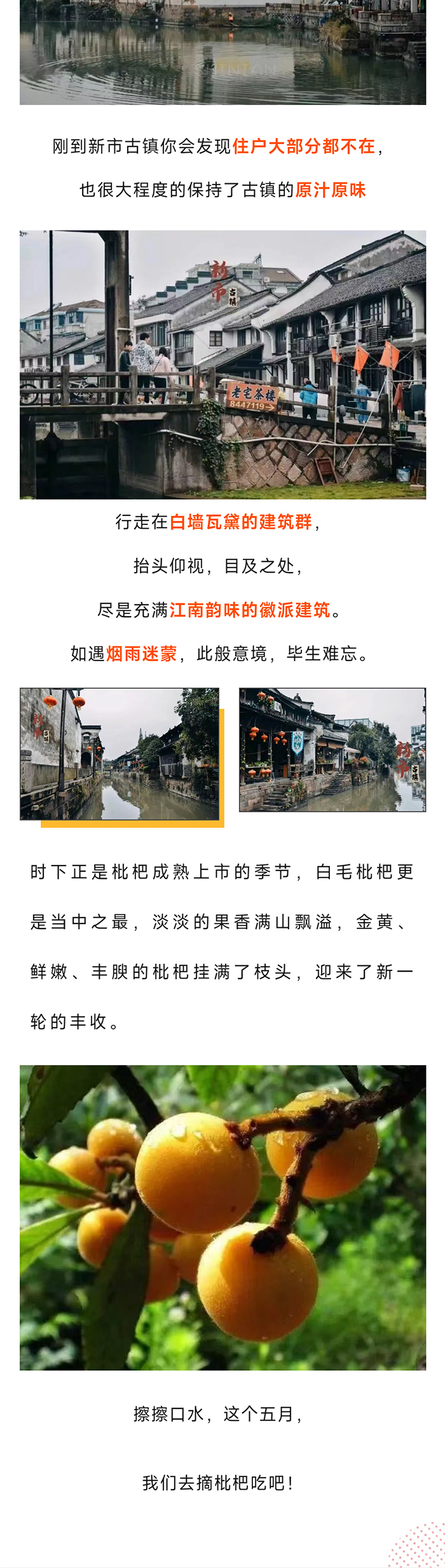 塘栖枇杷_04.jpg